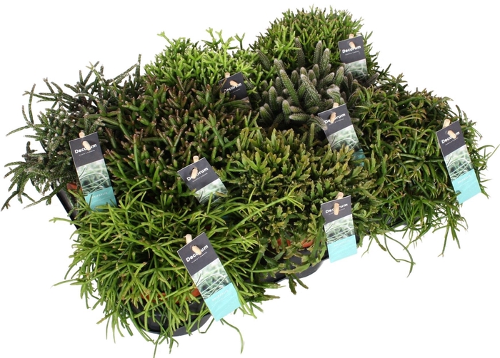 <h4>Rhipsalis gemengd D10,5</h4>