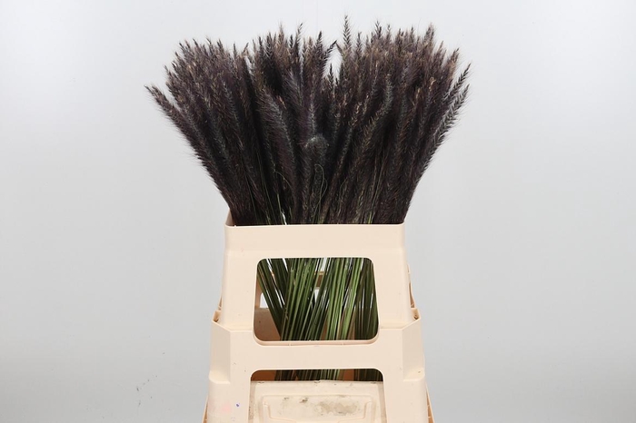 <h4>Penni Setaceum</h4>