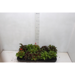 SUNPATIENS P11