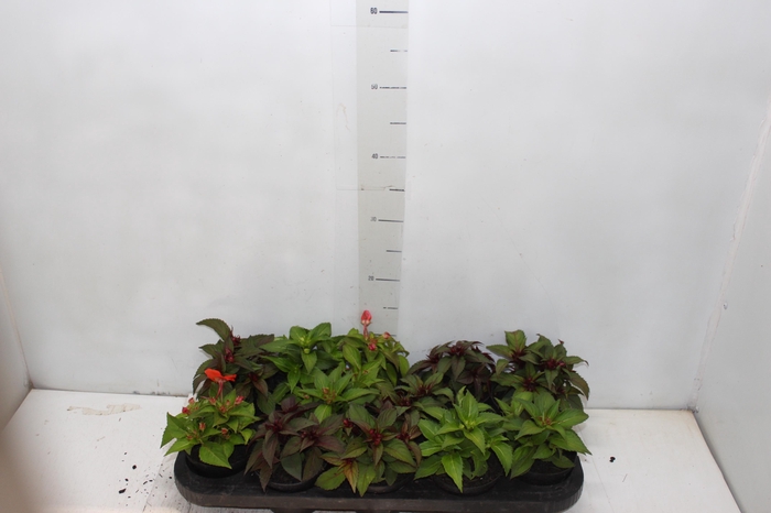 <h4>SUNPATIENS P11</h4>