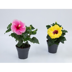 HIBISQS P17