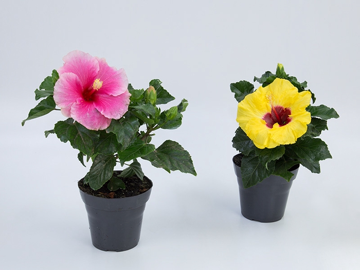 <h4>HIBISQS P17</h4>