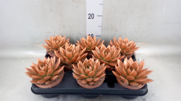 <h4>Echeveria  'Miranda'</h4>