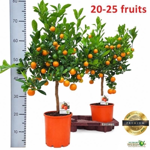 Citr Microcarpa