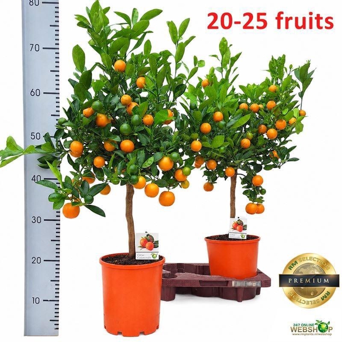 <h4>CITR MICROCARPA</h4>