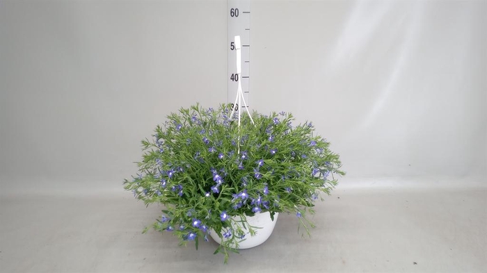 <h4>Lobelia erin. 'Richardii'</h4>
