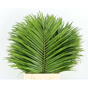 Phoenix Roebelenii 50 Cm Per Tak