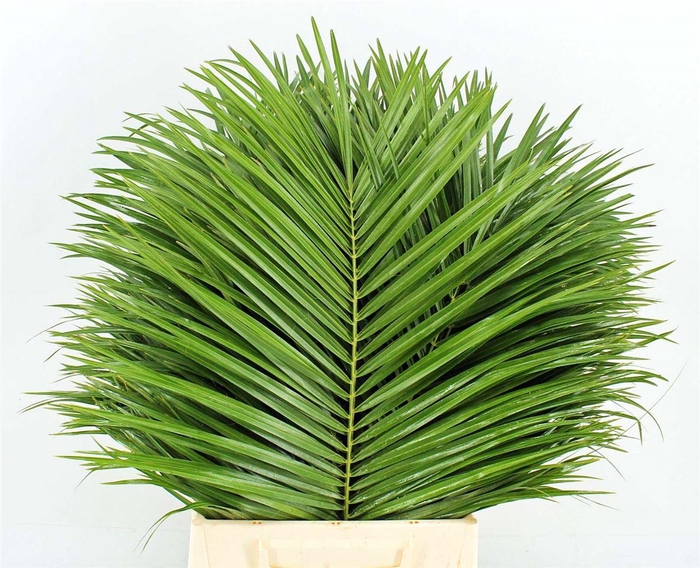 <h4>Phoenix Roebelenii 50 Cm Per Tak</h4>