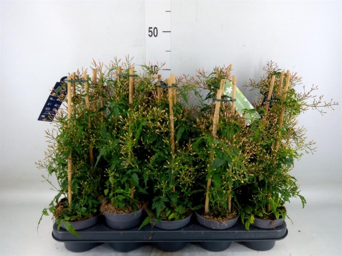 <h4>Jasminum polyanthum</h4>