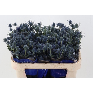 Eryng Blue Dynamite 80cm