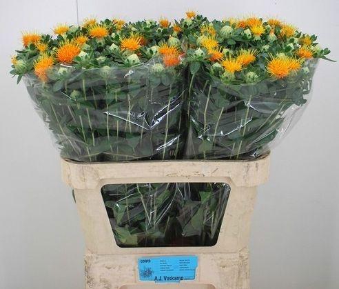 <h4>CARTH T ZANZIBAR</h4>