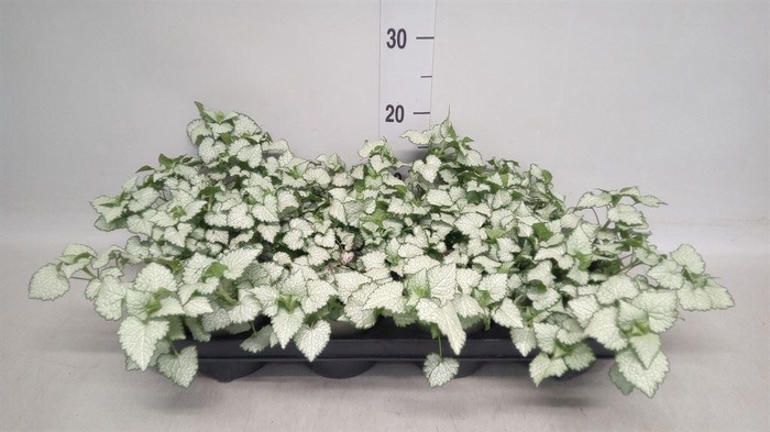 <h4>Lamium maculatum</h4>
