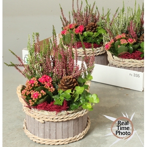 ARR TUINPLANTEN