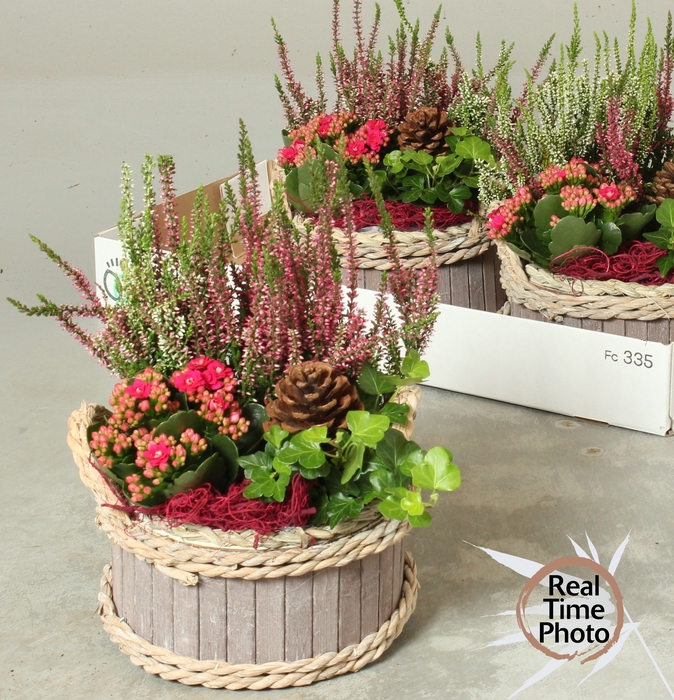 <h4>ARR TUINPLANTEN</h4>