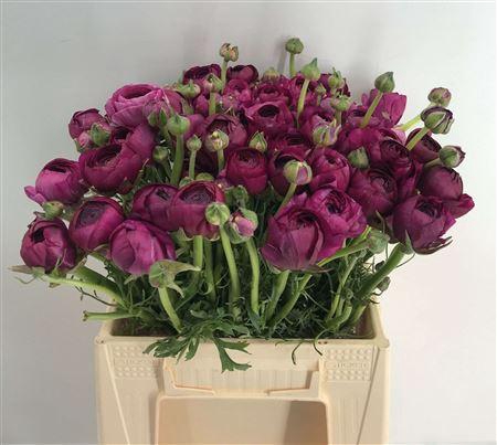 <h4>Ran Eleg Ex Violet</h4>