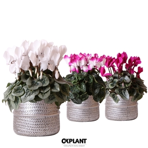 Cyclamen mix in Groove pot silver