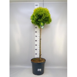 Thuja occid.