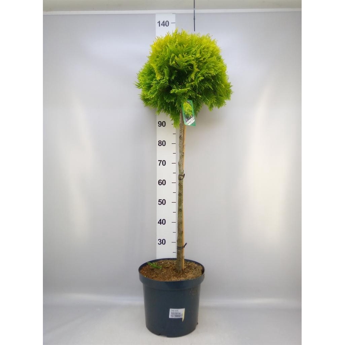 <h4>Thuja occid.</h4>