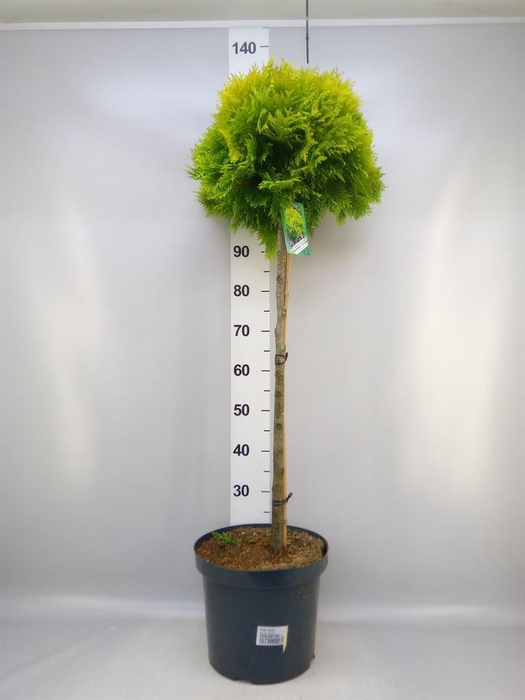 Thuja occid.