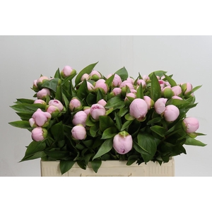 Paeonia (Herb. Hybrid Grp) 'Pink Vanguard'