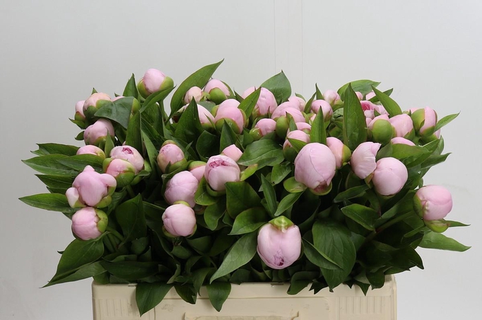 Paeonia (Herb. Hybrid Grp) 'Pink Vanguard'