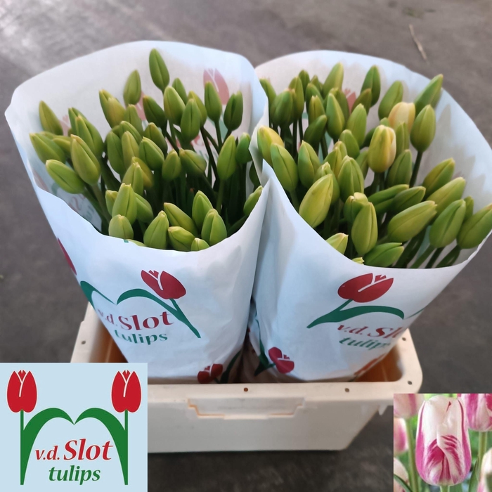 <h4>TU EN MAUREEN</h4>