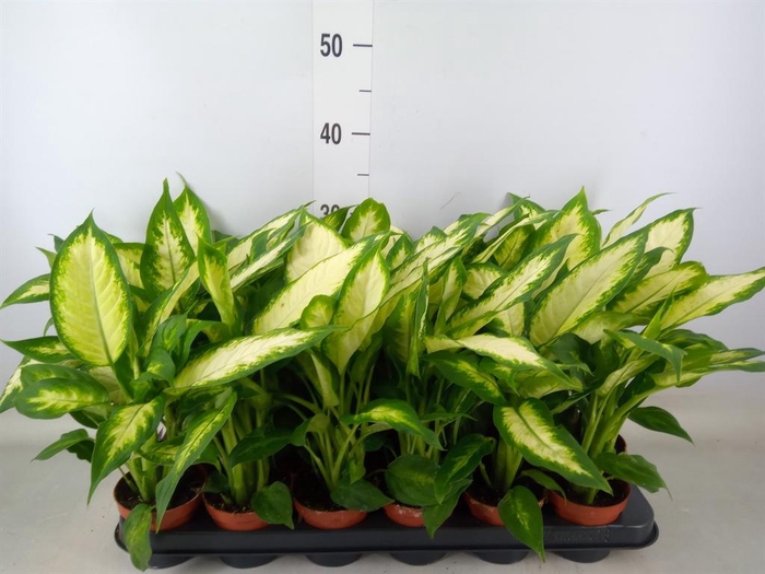 <h4>Dieffenbachia 'Camilla'</h4>