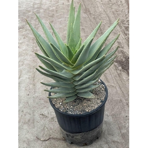 Aloe distans