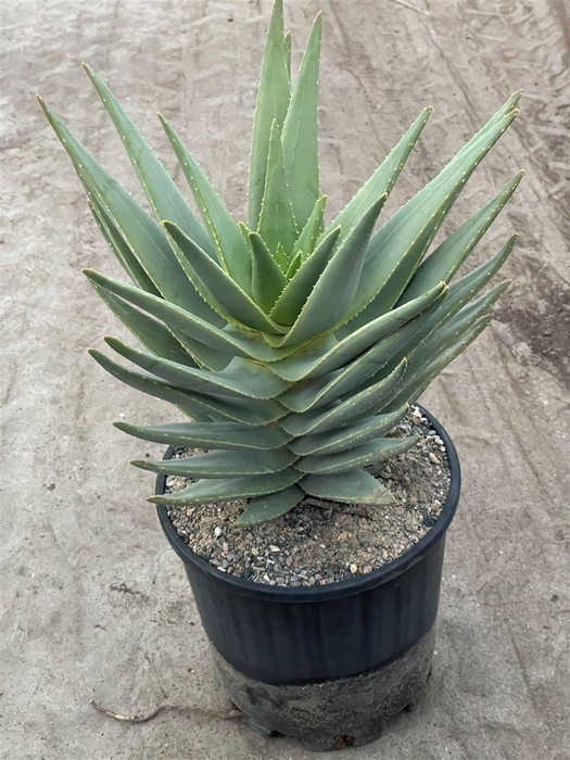 <h4>Aloe distans</h4>