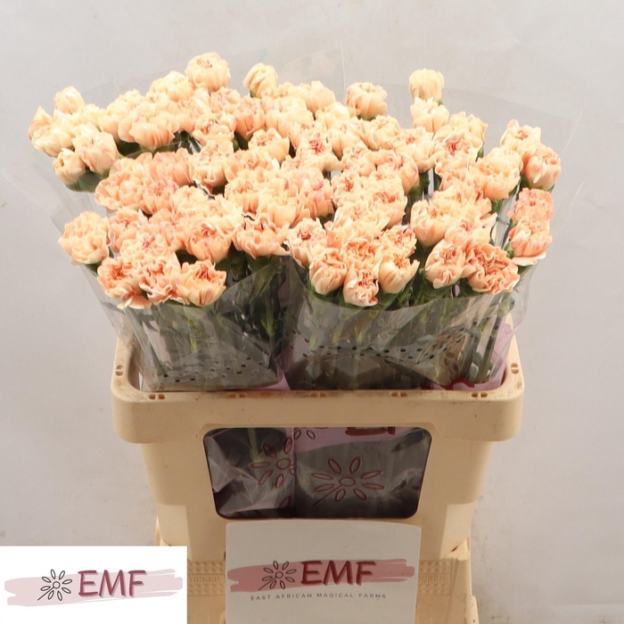 <h4>DI ST APPLE TEA</h4>