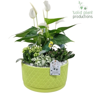 AT004 Stella Light Green