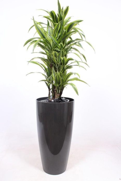 <h4>Dracaena Lemon Lime in Santorini pot "antraciet"</h4>