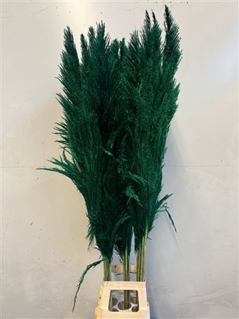 Cortaderia Green