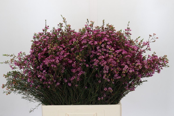 <h4>Chamelaucium Purple Pride</h4>