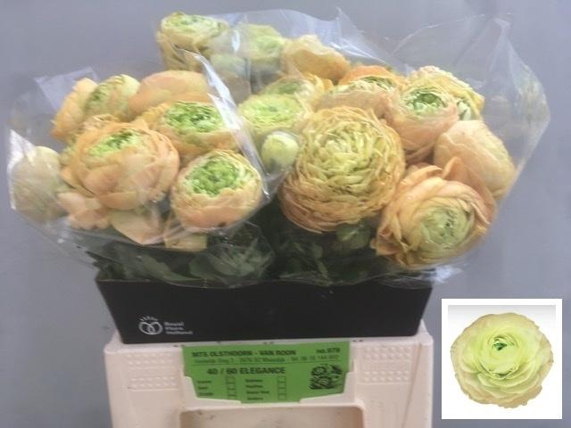 <h4>RAN AAZUR PEACH</h4>