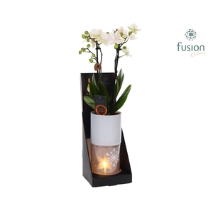 Glas tube Led planter groot met Phalaenopsis