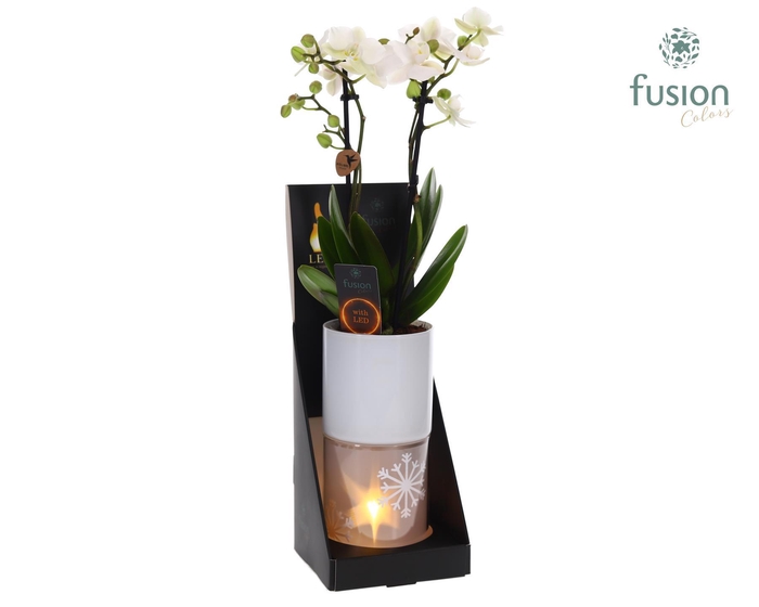 <h4>Glas tube Led planter groot met Phalaenopsis</h4>