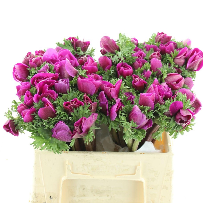 <h4>Anem Mistral Cerise Super</h4>