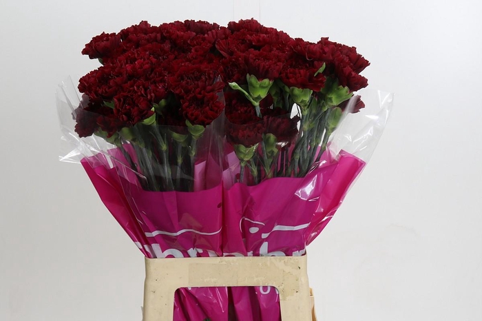 <h4>Dianthus St Zurigo</h4>