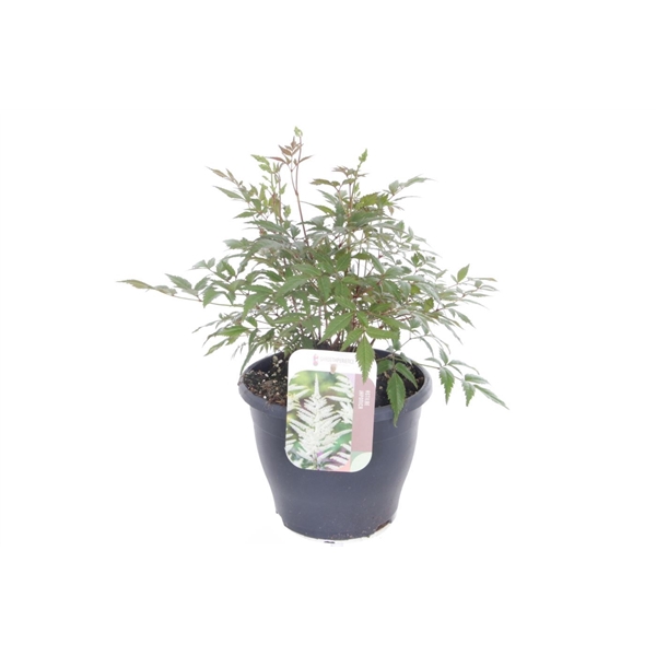 <h4>Astilbe japonica Deutschland</h4>
