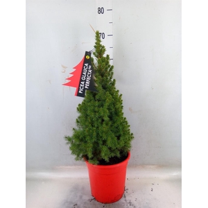 Picea glauca 'Perfecta'
