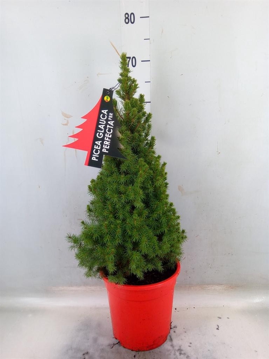 <h4>Picea glauca 'Perfecta'</h4>