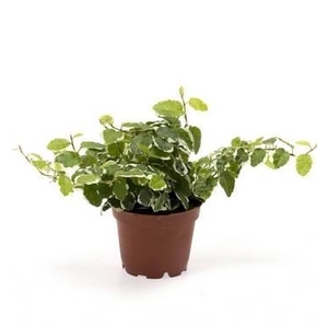 Ficus pumila   ...
