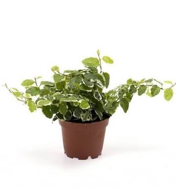 <h4>Ficus pumila   ...</h4>