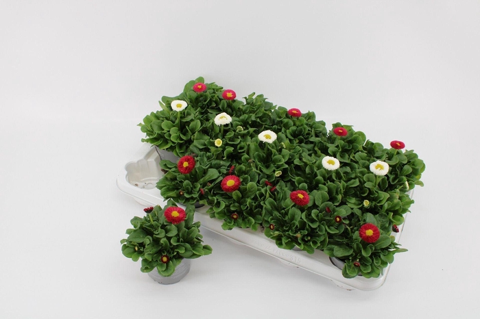 <h4>Bellis perennis</h4>