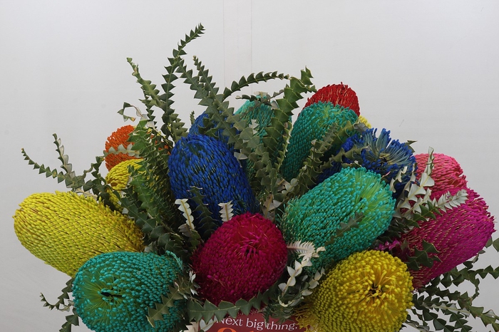 <h4>Banksia Spec. Mixed Colours</h4>