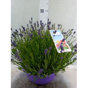 Lavandula angus. 'Essence Pure'