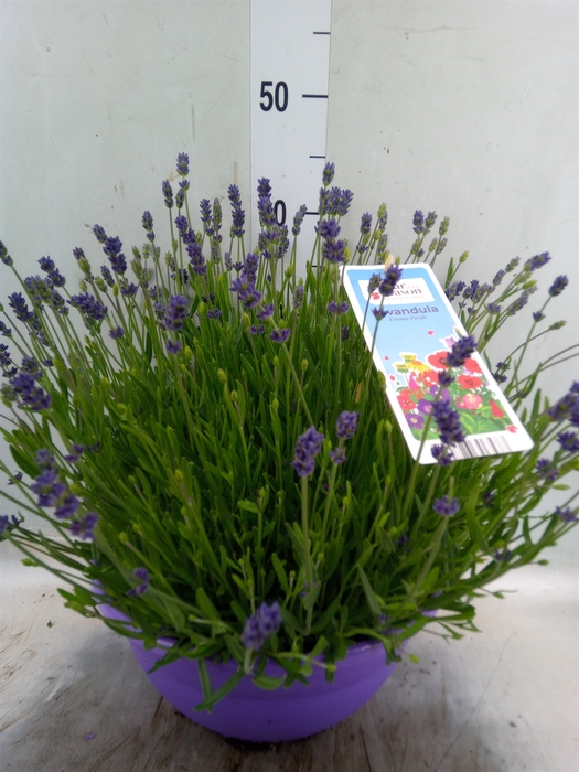 <h4>Lavandula angus. 'Essence Pure'</h4>