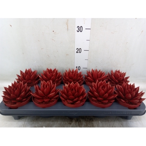 Echeveria  'Miranda'
