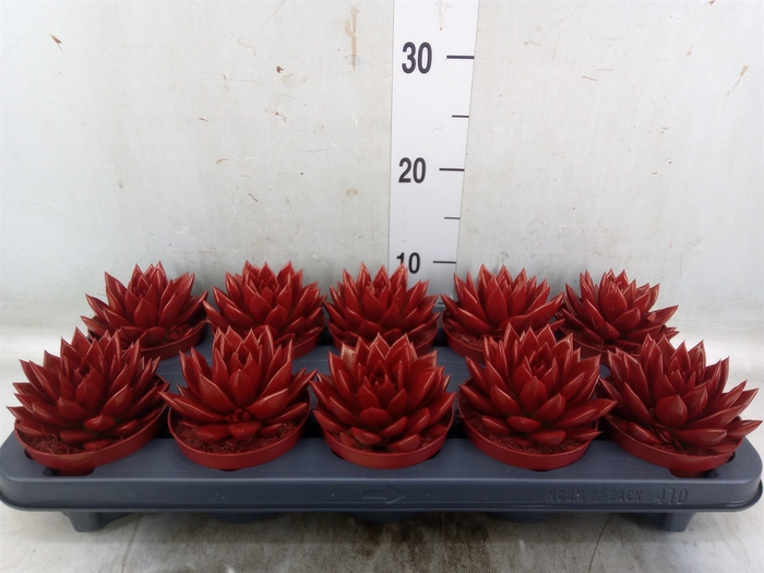 <h4>Echeveria  'Miranda'</h4>